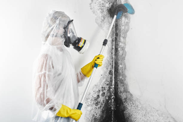 Forensic Mold Investigation in Jerome, ID